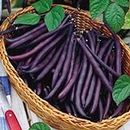 Creative Farmer Vegetable Seeds Snap Beans Seeds - Beans Purple ?Seeds Seeds For Planting Home Garden Seeds