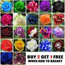 Mehrfarbige Rosensamen Hausgartenpflanze, Rosenstrauch Blumensamen, UK Verkäufer