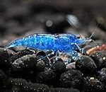CU Aquatics™ 10 x Live Shrimp - Red | Blue | Black | Pearl | Yellow | Amano | Aquarium Live Cherry Shellfish | Aquatic Fish Pet | LIVE SHRIMP FISH SALE (10 x Blue Diamond)