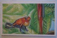 Going Wild Survival Challenge Vintage 1994 Brooke Bond Tea Card Poison Frog