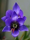 Radha Krishna Agriculture Imported Variety Ixia Flower Bulbs, African Corn Lily, Wand Flower Bulbs for Home Gardening | Grow All Season Flower Bulbs Pack of 5 Flower Bulbs