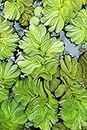 Gachwala Giant Salvinia natans Watermoss - Aquatic Plants Live - Rare Plant - Water moss Live Plant for Pond/Aquarium- Healthy Live Plant | Floating Watermoss | Live Plants for Aquarium Tank