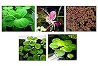 30 Surface/Floating Live Aquarium (Pond) Plants / 5 Different Kinds - Water Lettuce, Amazon Frogbit, Fairy Moss, Giant Duckweed, Water Spangles!