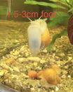 Mystery Snails Yellow x6 FOR $10.00