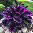 25+ Seeds Purple Tip Calathea Couture Flower Indoor or Outdoor Beautiful Plant