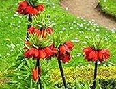 Seeds 10 pcs/bag Crown Imperial Seeds 9 Colors Fritillaria Imperialis Seeds Ground Cover Flower Seeds Seeds Pot Home Garden 3: Only Seeds