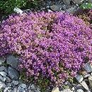 100pcs/bag Creeping Thyme Seeds or Blue Rock Cress Seeds Perennial Ground cover flower, Natural growth for home garden 8: Only seeds