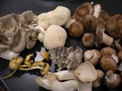 Premium Wild Spore Mushroom Seed Mix Slurry Kit - Instructions Included