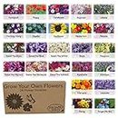 Pronto Seed Flower Bumper Pack - for Planting Now - Grow Your Own Kit - Containing 24 Different Varieties of Flowers - Over 3100 Seeds - Attract Butterflies & Bees - Gardening Gifts for Women and Men