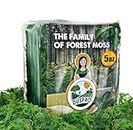 DUSPRO Green Moss for Craft, Artificial Moss for Potted Plants, Preserved Moss Decorative with Centerpieces for Table Wedding Party - Forest Moss Art of Fairy Garden, Terrarium, DIY Project 140gr