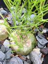 BOWIEA Volubilis, Climbîng Onion, Bulb Caudex 10 graines / seeds / SAMEN