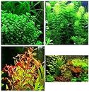 Aquatic Discounts - 3 Different Types of Beginner/Super Easy Live Aquarium Plants - Bacopa + Hornwort + Ludwigia BUY2GET1FREE!