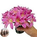 Zephyranthes Grandiflora Bulbs,10 Pack Chive Orchid Bulbs,Large and Plump Hardy Perennial Bare Root Plant,Fragrant Pink Blooms,Home Garden Flower Decoration,Easy to Live