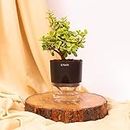 KYARI Good Luck Jade Plant Crassula Ovata Live Indoor Plants with Black Self Watering Pot, Best for Living Room, Kitchen, Bedroom, & Office Table