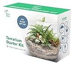 [CLEARANCE] Root Box™ Large Plant Terrarium Kit in scented giftbox | For Succulents, Bonsai, Fittonia, Cactus | Unique DIY GIFT for Summer Anniversaries Birthdays Employees