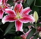 Stargazer Oriental Lilies (12 Bulbs) - Freshly Dug Bulbs