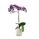 Purple Phalaenopsis Live Orchid Plant Lover Gift & White Orchid Pot, 11-15" Tall, Live Plant Gift, Fresh Orchids Plants Live House Plants, Live Plants Indoor Plants Live Houseplants by Plants for Pets