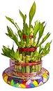 FLORA SOLUTIONS 3 Layer Lucky Bamboo Plant with Glass Pot & Colorful Stones