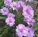 Iris germanica | Collezione di Doppio Fiore | piante a radice nuda | Iris Misti | iris perenne | perenni resistenti all'inverno