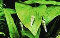 Aqua Emporium Malaysian Trumpet Snails (6 Live Snails)