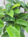 Hoya Carnosa live rare house plants in 3 inch nursery planted pot