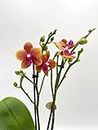 Fragrant Orchid Orange, 12cm nursery pot, rare and LIVE orchid, stunning orchid for your beloved ones, decorative pots not included, 40cm tall plant, Phalaenopsis 'Bolgheri'