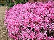3 PINK GUERNSEY LILY-NERINE BOWDENII BULBS/TUBERS -PERENNIAL SUMMER/AUTUMN FLOWER PLANT