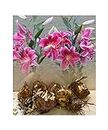 6 Stargazer Oriental Lily Bulbs Red/White Highly Fragrant Garden Perennial : - GARTHWAITE NURSERIES® : - UK Stockist