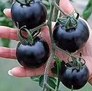 Seeds Mix Colors Tomato Seeds 100pcs Garden & Home Vegetable Seeds Purple Blue Easy Planting Farming Tomatoes Seeds 2