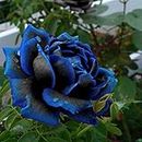 Imixcity 20pcs/Pack Midnight Rose Seeds Rare Blue&Black Roses Seeds, Bonsai Organic Vegetable & Fruit Seeds,Potted Plant for Home Garden Planting (Blue&Black Rose)