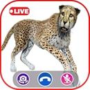 Call Video Cheetah Simulator - Prank Call Apps