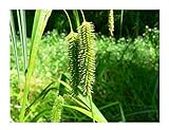 10 Carex pseudocyperus Pond Plant marginal Early Bird Discount