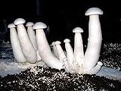 Gachwala White Milky Mushroom Spawn 400gm (Calocybe Indica) - First Generation High Yielding Mushroom Seeds, Mycelium Spores - Edible CO2 Variety