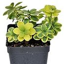 Sedum, Sunsparkler® Stonecrop, Dream Dazzler, Colorful Foliage Plant, Flowering Ground Cover, ContainerSize: 3" (2.6x3.5")