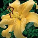 2 - Oriental Lily GOLDEN STAR GAZER Flower Bulbs PERENNIAL With Great Fragrance