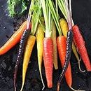 Three Mo Garden | Carrot Seeds - Organic, Heirloom & Non-GMO Canada Vegetable Seeds for Home Garden Planting Outside containers (Heirloom Rainbow Blend)