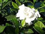Grande vendita 200 semi di Gardenia (Capo Jasmine) -DIY giardino Della casa in Vaso Bonsai, sorprendente odore e bellissimi Fiori