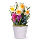 Mother's Day Daffodil Sunshine Bulb Garden