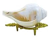Centorganic Pure Natural Blowing Conch Shell | with Shankh Stand | Vamavarti Shankh (5.5 Inch, Medium Size)