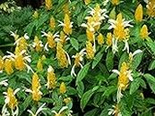 20 Semi Pachystachys lutea lecca-lecca Golden Shrimp fiore suble giardino di casa