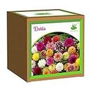 Sow and Grow Seed Starter Grow Kit of Dahlia Flower || for temperatures 15-25 Degrees || DIY Easy Grow it Yourself Gardening Kit for Home and Garden || A Complete Beginner Gardeners Set