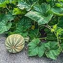 Squash Seeds - Winter - Cushaw Green Striped - 4 g Packet ~20 Seeds - Cucurbita argyrosperma - Farm & Garden Vegetable Seeds - Non-GMO, Heirloom, Open Pollinated, Annual - Cushaw Green Striped Pumpkin