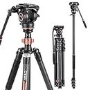 Cayer CF2451 Video Tripod 77 inches Carbon Fiber Tripod Leg with Fluid Drag Head, 4-Section Compact DSLR Tripod Convertible to Monopod for DSLR Camera, Video Camcorder