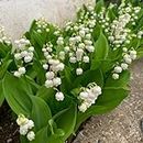 10 Pack Lily of The Valley Bulbs White, Lily of The Valley Bulbs for Planting, Prennial Flower Bulbs for Balcony, Indoor Decoration, Garden