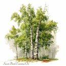 Sweet Birch Essential Oil, Wildcrafted, (Betula Lenta). 100% Pure and natural.