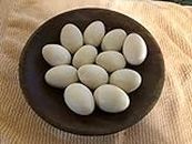 Duck Eggs, Fertile Eggs, 6 Eggs for hatching