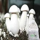 Grenfel® Mushroom 400 Gm White Milky Mushrooms 1st Generation Spawn/Seeds Mycelium Spores Edible CO2 Variety
