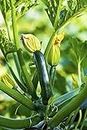 Sakshi Farms |Green Zucchini Vegetable Seeds for Home Garden 100 mg seeds for Home Gardening | Fresh Gardening Vegetable Planting Seeds for Kitchen |