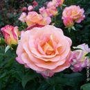 Edelrose „Inspiration" (Premium) - außen rosa, innen lachsrosa mit gelb, öfterbl