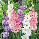 Cypress Gladiolus/sword lily flower bulbs (Multicolour, 15 Bulbs | Fragrant Flower Plants Seeds for Home Gardening | Bulbs for Indoor Home Decor | Flowering Bulbs | Fresh Bulbs for Flower Pots)